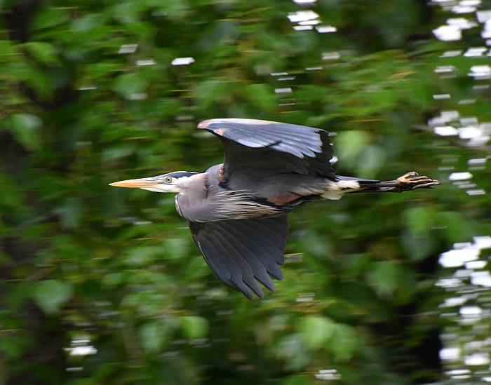 great blue heron flight byrne creek burnaby bc