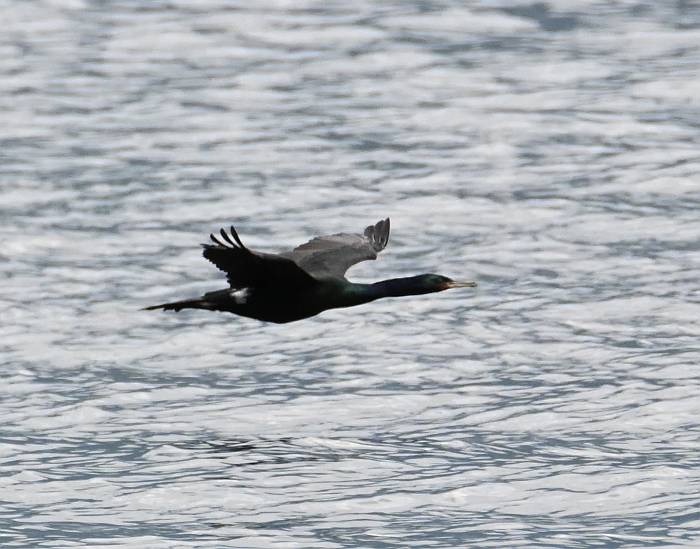 pelagic cormorant barnet marine park burnaby bc