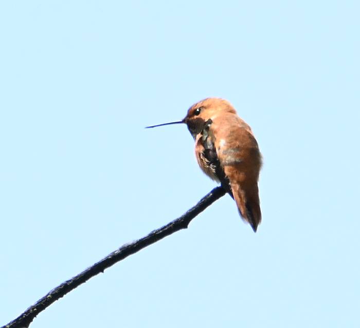 rufous hummingbird burnaby lake bc