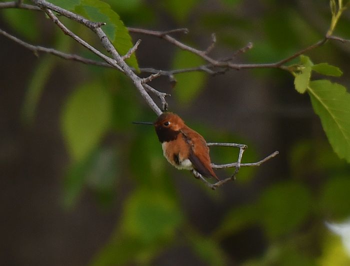 rufous hummingbird fraser foreshore burnaby bc