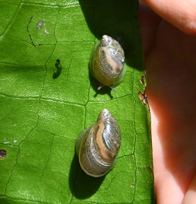snails burnaby lake bc