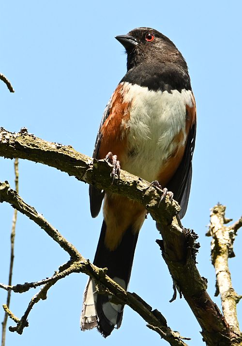 spotted towhee burnaby lake bc