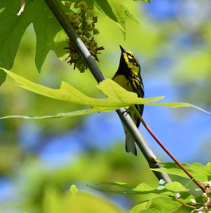 townsend's warbler burnaby bc
