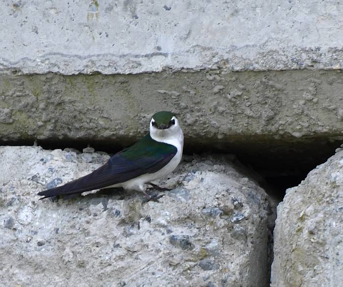 violet-green swallow byrne creek burnaby bc