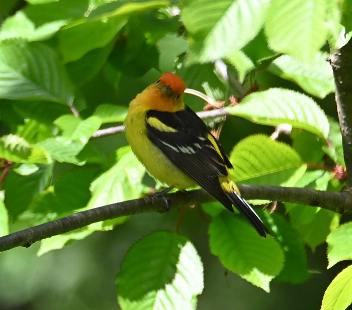 western tanager fraser foreshore burnaby bc