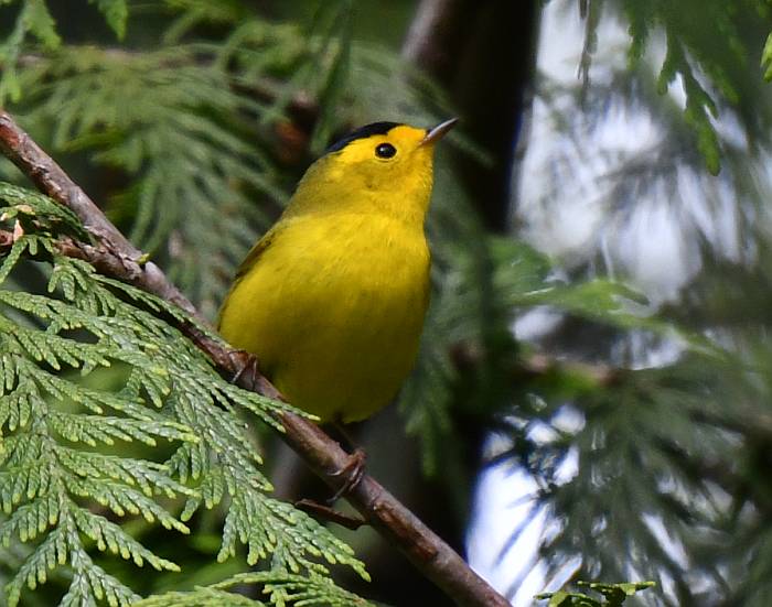 wilson's warbler fraser foreshore park burnaby bc