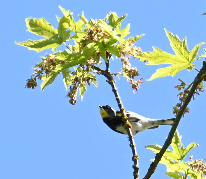 yellow-rumped warbler byrne creek burnaby bc
