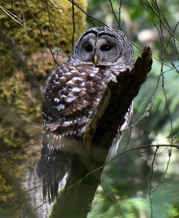 barred owl burnaby bc