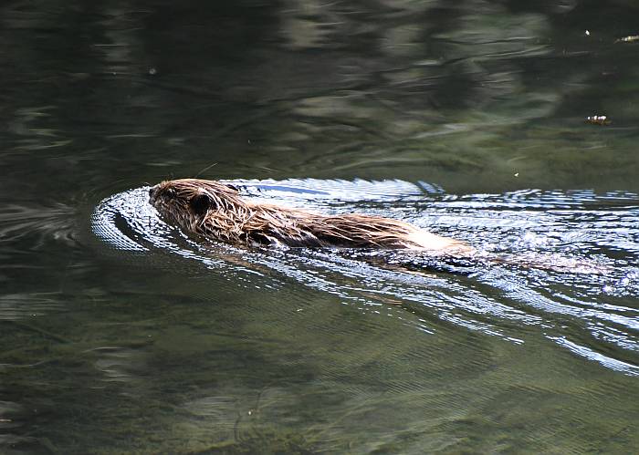 beaver lightning lake mannig park bc