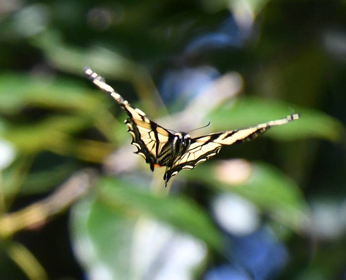 western tiger swallowtail burnaby bc