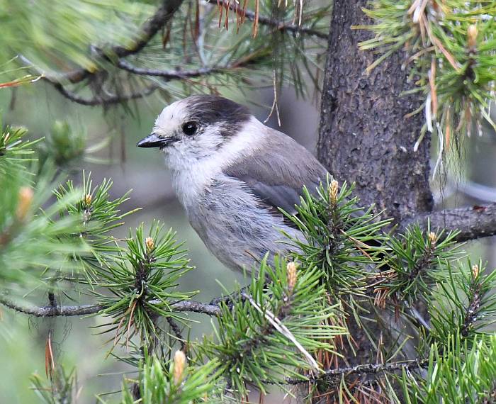 gray jay manning park bc