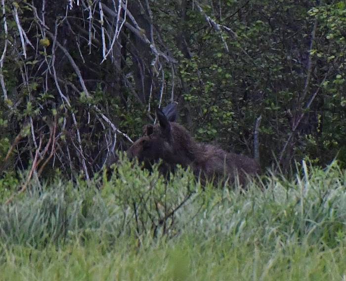 moose beaver pond manning park bc