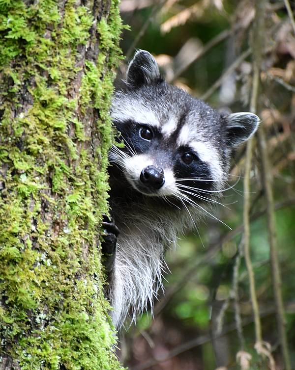 raccoon byrne creek burnaby bc