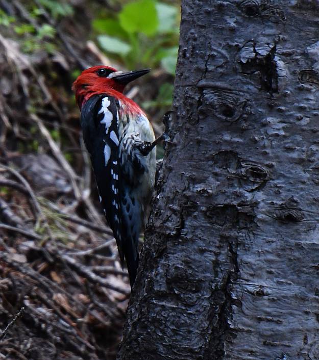 red-breasted sapsucker manning park bc