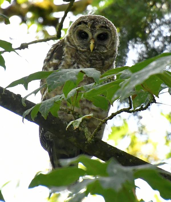 barred owl burnaby bc