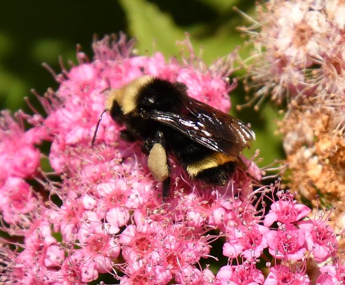 bumblebees burnaby bc