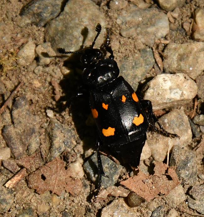 beetle burnaby bc