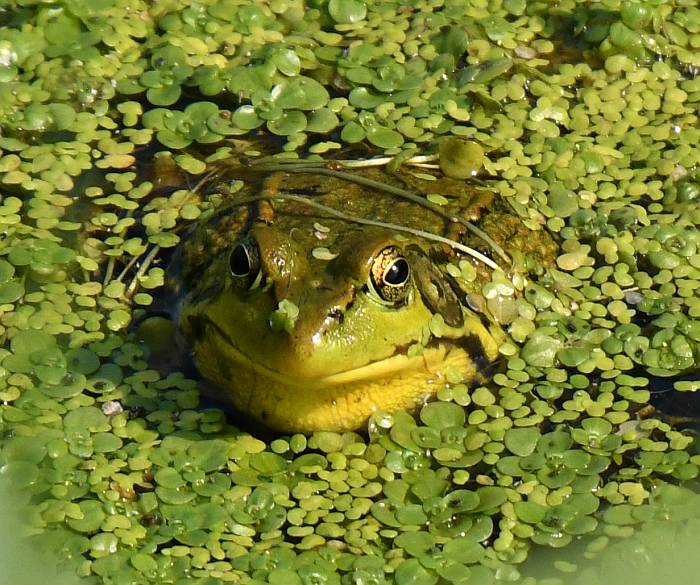 frog meadow ave ditch burnaby bc