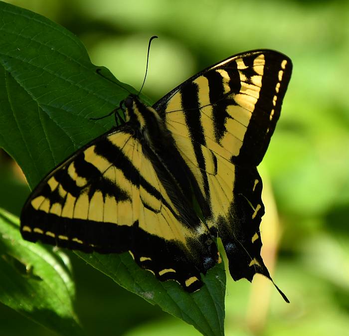 swallowtail butterfly burnaby bc