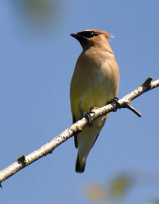 cedar waxwing burnaby bc