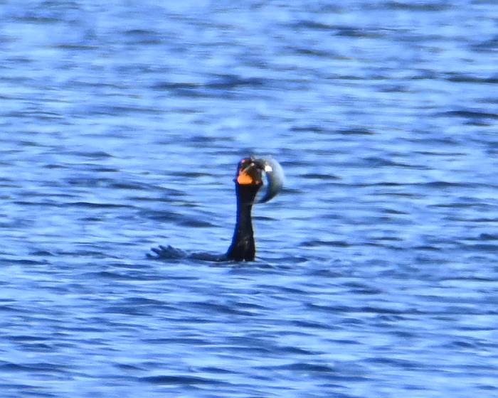 double-crested cormorant fish deer lake burnaby bc