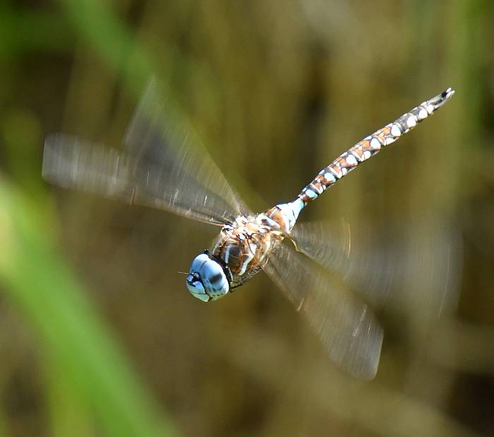 dragpnflies meadow ave burnaby bc