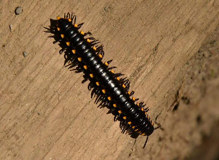 millipede byrne creek burnaby bc