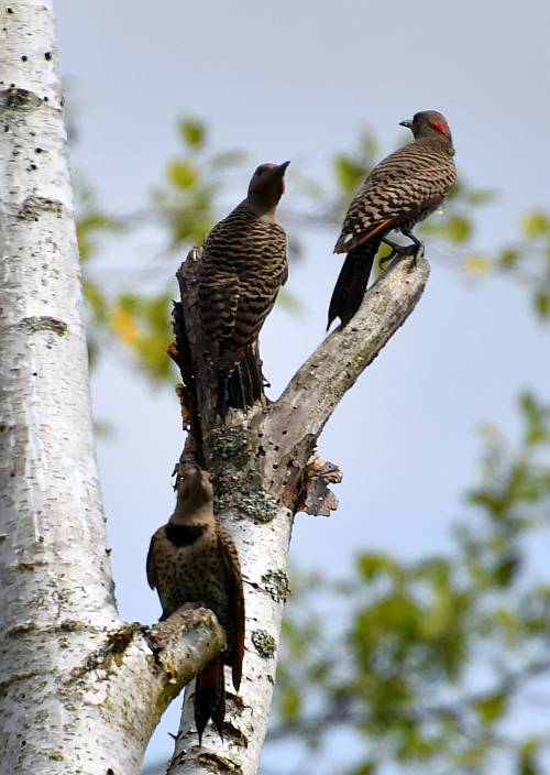 northern flicker family burnaby bc