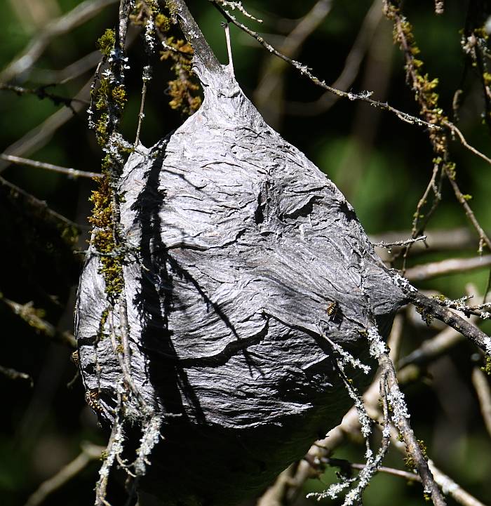 wasps nest deer lake burnaby bc