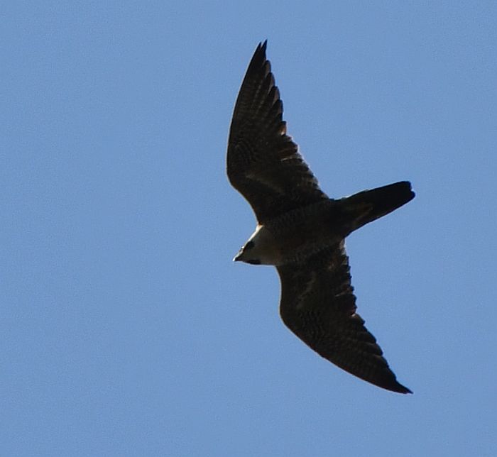 peregrine falcon byrne creek burnaby bc