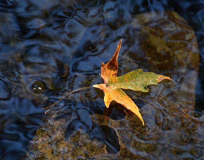 autumn leaf floating byrne creek burnaby bc