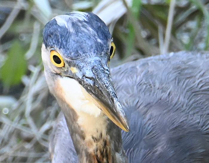 great blue heron fishing gromming fraser foreshore park burnaby bc