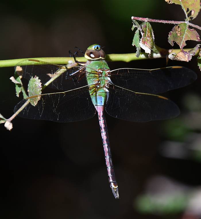 green darner dragonfly byrne creek burnaby bc