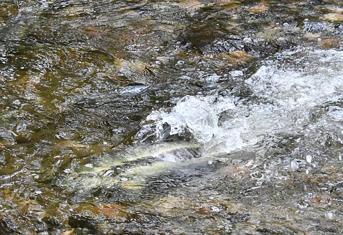 chum salmon spawning stoney creek burnaby bc