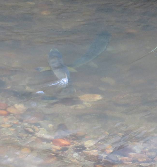 chum salmon spawning byrne creek burnaby bc
