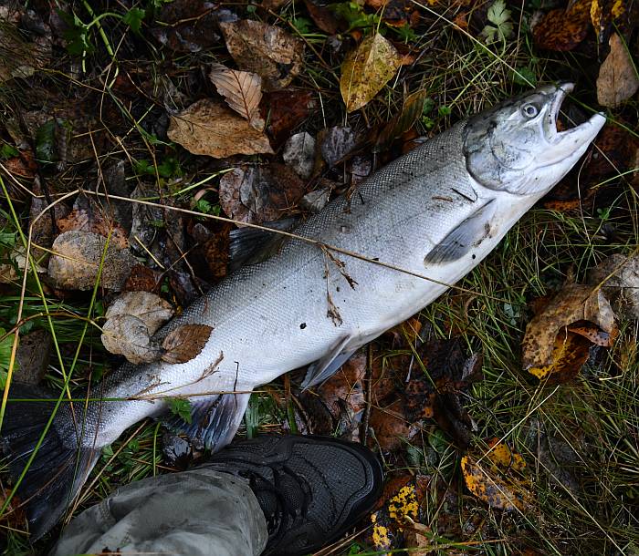 dead unspawned female coho byrne creek burnaby bc