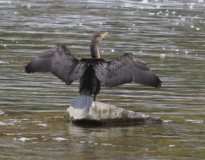 cormorant humber river toronto 