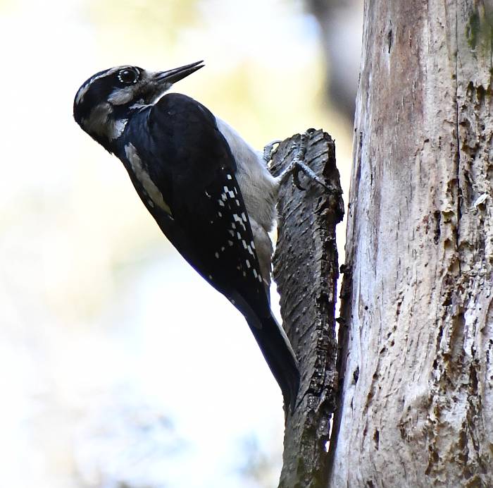 downy woodpecker byrne creek burnaby bc
