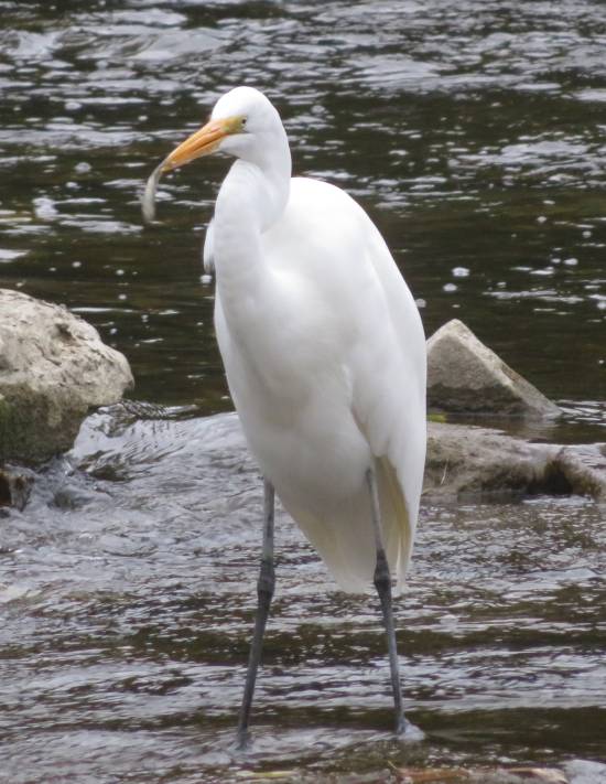 egret catching fish humber river toronto