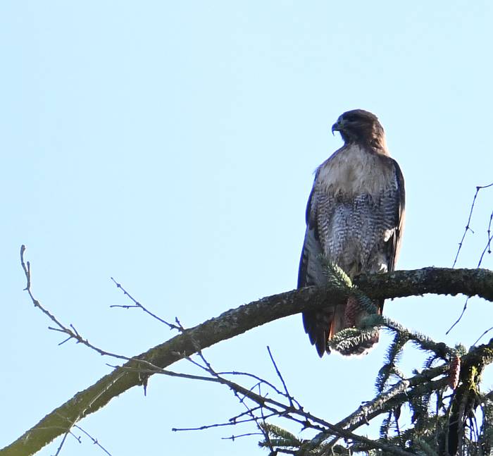 red-tailed hawk elgin heritage park surrey bc