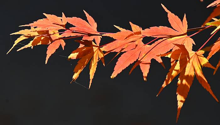 autumn colors taylor park burnaby bc