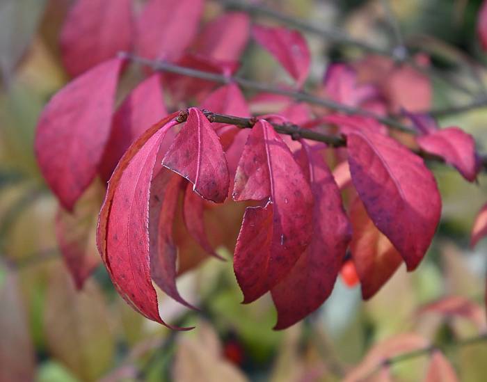 autumn colours taylor park burnaby bc
