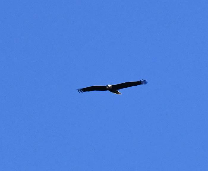 bald eagle byrne creek burnaby bc