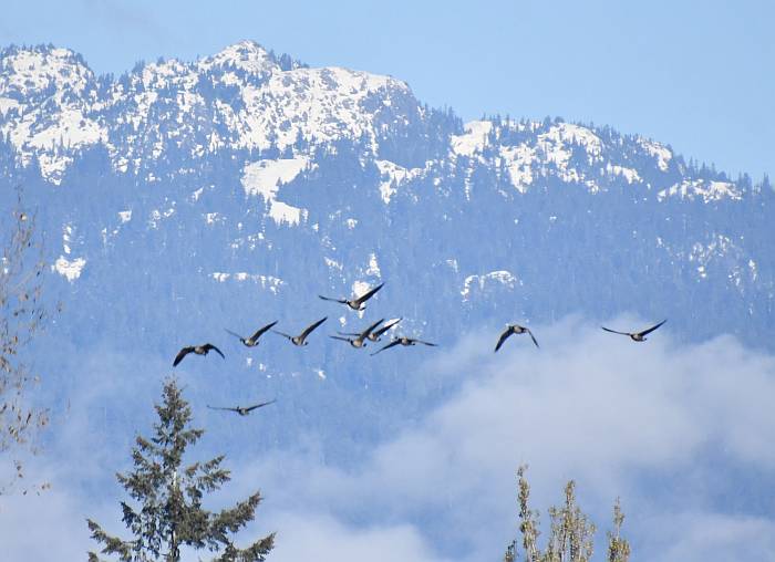 Canada Geese with snowy mountains Deer Lake Burnaby BC