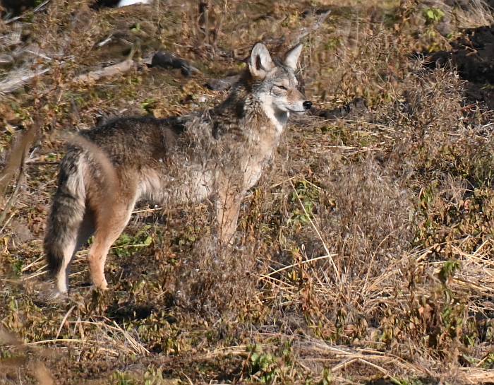 coyote heron  byrne creek burnaby bc