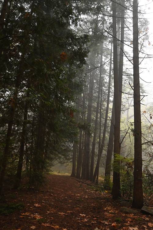foggy morning walk byrne creek taylor park burnaby bc