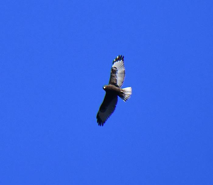 red-tailed hawk byrne creek burnaby bc