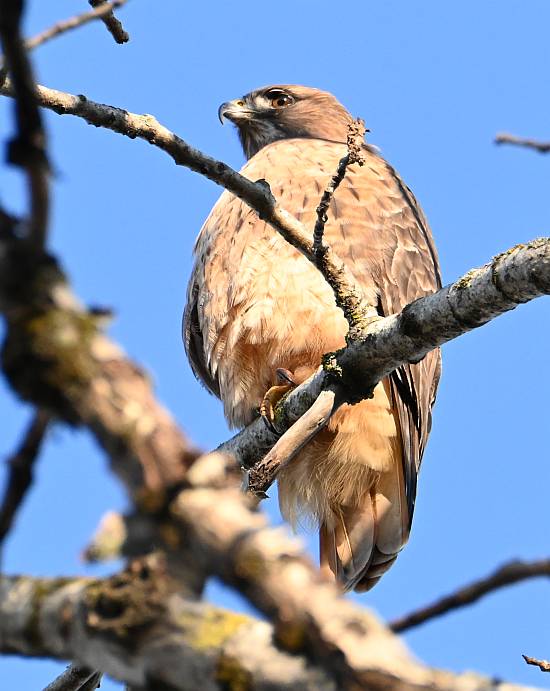 red-tailed hawk fraser foreshore burnaby bc