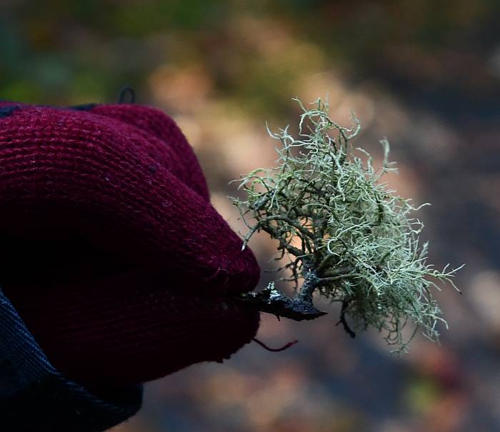 lichen byrne creek burnaby bc