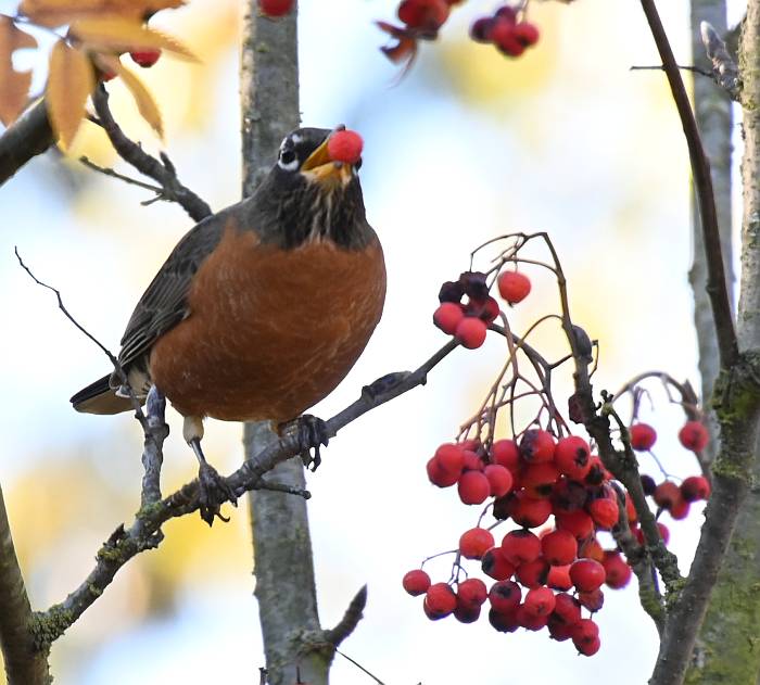 robin eating berries burnaby bc